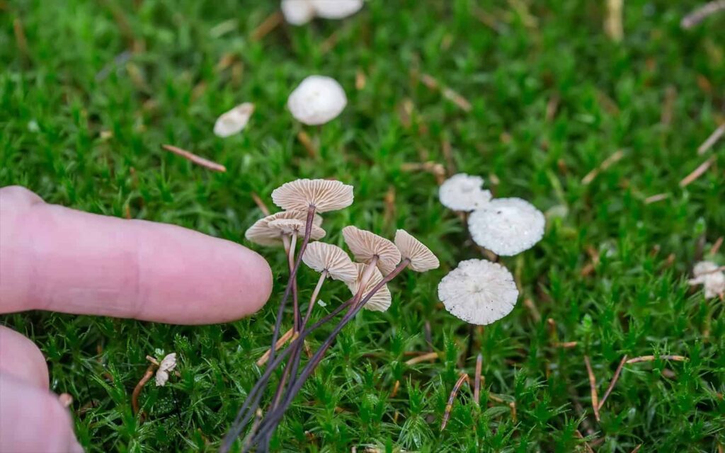 The History of Microdosing Psilocybin Mushrooms